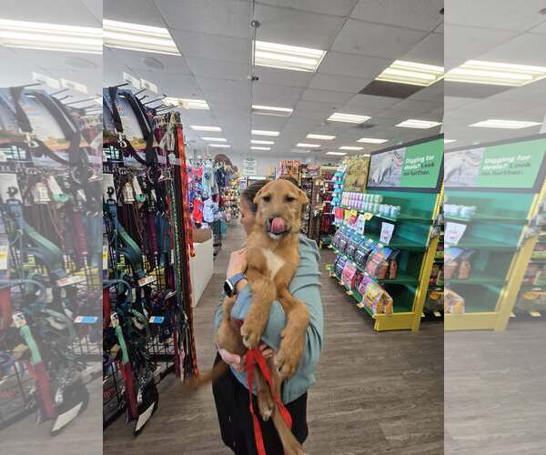 Medium Photo #6 Mutt Puppy For Sale in Woodbury, NY, USA