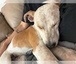 Small #3 Mutt
