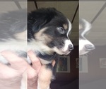 Small #2 Miniature Australian Shepherd