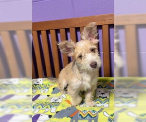 Mutt Dogs for adoption in Genesee, WI, USA