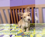 **CODY** - Male Mutt Dog for Adoption - Small photo