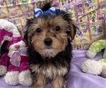 Small Photo #1 YorkiePoo Puppy For Sale in BOLINGBROOK, IL, USA