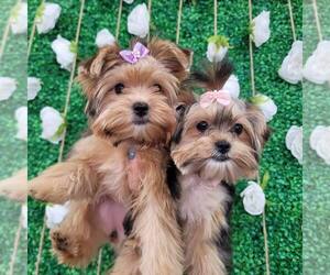 Yorkshire Terrier Puppy for sale in FORT LAUDERDALE, FL, USA