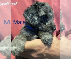 Goldendoodle Puppy for sale in LUCK, WI, USA