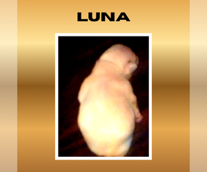 Medium French Bulldog