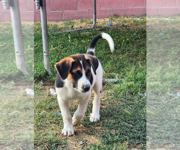 Medium Photo #8 Treeing Walker Coonhound-Unknown Mix Puppy For Sale in Dana Point, CA, USA