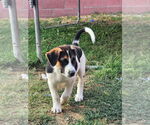 Small #7 Treeing Walker Coonhound Mix