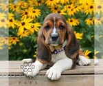 Small Basset Hound