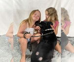 Small #3 Labrador Retriever Mix