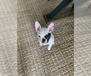 Bouvier des Ardennes-French Bulldog Mix Puppy for sale in CRANBERRY TOWNSHIP, PA, USA