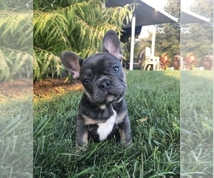 French Bulldog Puppy for sale in MILLERSBURG, OH, USA