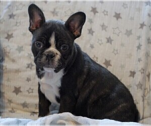 Faux Frenchbo Bulldog Puppy for sale in FREDERICKSBG, OH, USA