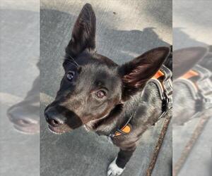 German Shepherd Dog-Unknown Mix Dogs for adoption in Woodland, CA, USA