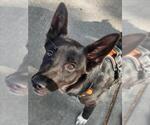 Small German Shepherd Dog Mix