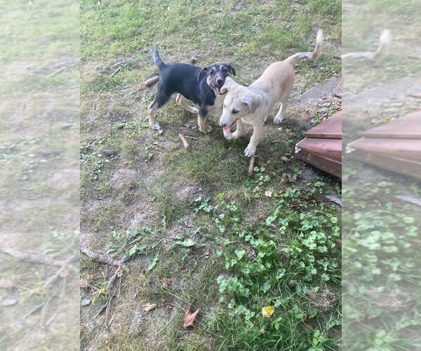 Medium Photo #11 Huskies -Labrador Retriever Mix Puppy For Sale in New Hampton, NY, USA