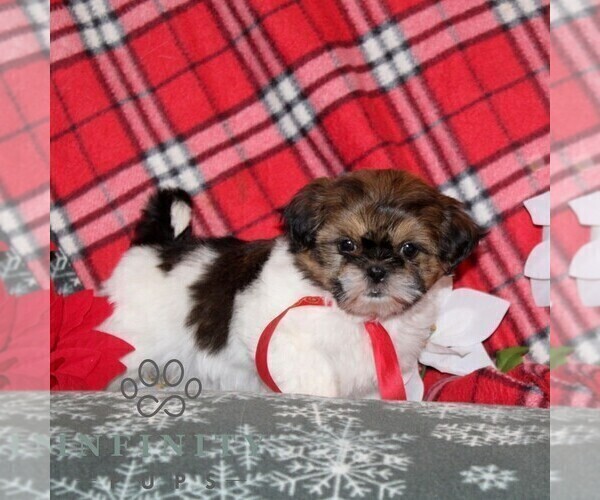 Medium Photo #4 Shih Tzu Puppy For Sale in WINDSOR, PA, USA