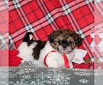 Small #3 Shih Tzu