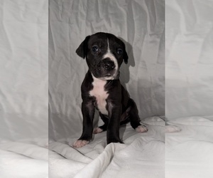 Great Dane Puppy for sale in ROCKINGHAM, NC, USA