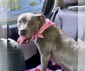 Gigi - Female American Staffordshire Terrier Dog for Adoption - Photo #7
