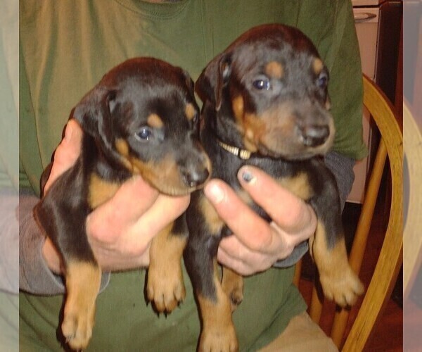 Medium Photo #7 Doberman Pinscher Puppy For Sale in Crossville, TN, USA