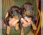 Small Photo #7 Doberman Pinscher Puppy For Sale in Crossville, TN, USA