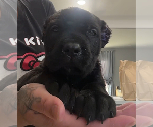 Cane Corso Puppy for sale in HESPERIA, CA, USA