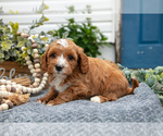 Puppy Baxter Goldendoodle (Miniature)