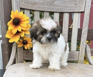 Shih Tzu Puppy for sale in THORP, WI, USA