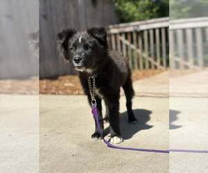 Border Collie-Unknown Mix Dogs for adoption in Paso Robles, CA, USA