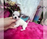 LOLA - Female Chihuahua Puppy for Sale - Photo #2