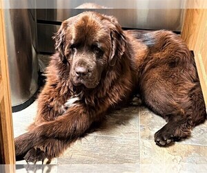 Mother of the Newfoundland puppies born on 02/24/2023