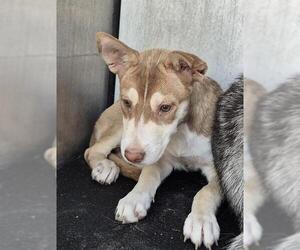 - Mix Dogs for adoption in San Antonio, TX, USA