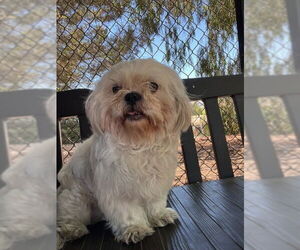 Shih Tzu Dogs for adoption in Fremont, CA, USA