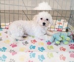 Image preview for Ad Listing. Nickname: Tyson