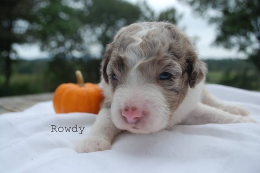 Medium Photo #6 Aussiedoodle Puppy For Sale in CATHOLIC POINT, AR, USA