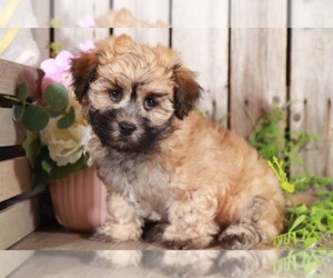 Havanese Puppy for sale in MOUNT VERNON, OH, USA
