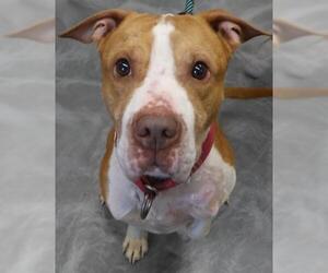 American Pit Bull Terrier-Unknown Mix Dogs for adoption in Thief River Falls, MN, USA