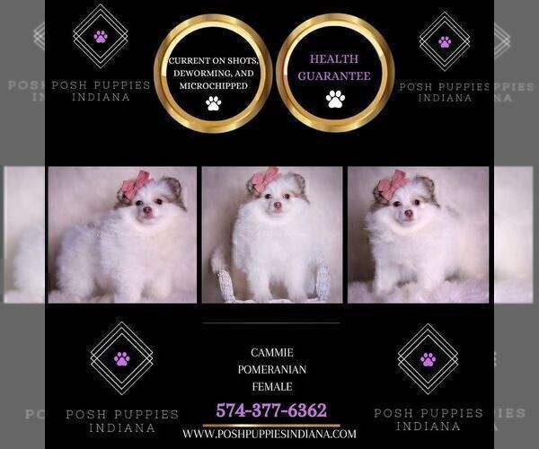 Medium Photo #89 Pomeranian Puppy For Sale in WARSAW, IN, USA