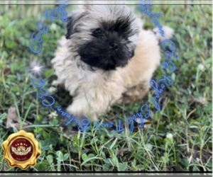 Shih Tzu Dog for Adoption in ATHENS, Georgia USA