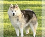 Small Photo #1 Pomsky Puppy For Sale in STRINGER, MS, USA