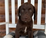 Puppy Penny Labrador Retriever
