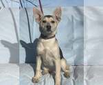 Small #1 Mutt