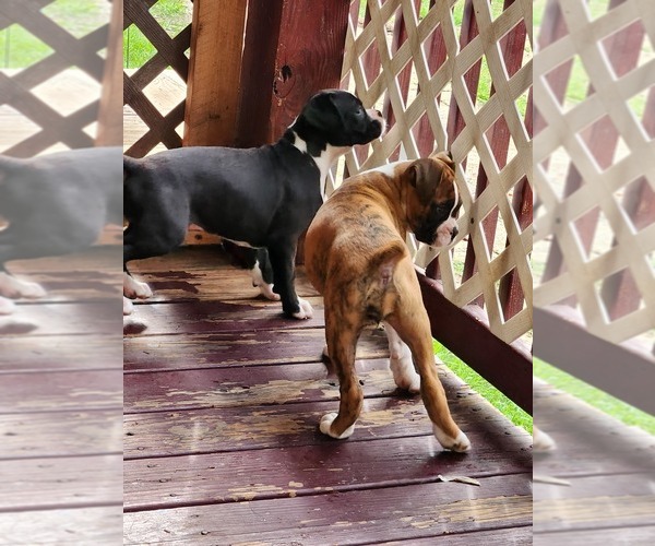 Medium Photo #10 Boxer Puppy For Sale in STAFFORD SPRINGS, CT, USA