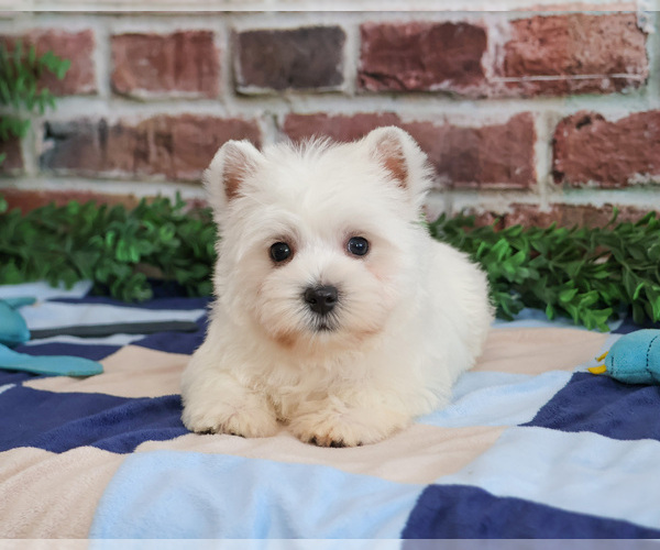 Medium Photo #5 West Highland White Terrier Puppy For Sale in SYRACUSE, IN, USA