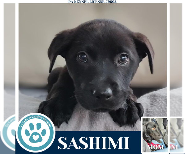 Medium Photo #5 Labrador Retriever Puppy For Sale in Kimberton, PA, USA