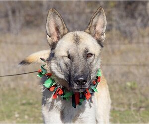 German Shepherd Dog-Unknown Mix Dogs for adoption in Higley, AZ, USA