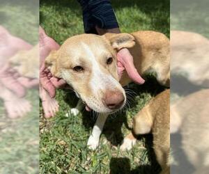 Labrador Retriever-Unknown Mix Dogs for adoption in Houston, TX, USA