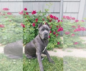 Mother of the Cane Corso puppies born on 07/14/2019