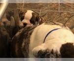 Small Photo #4 Olde English Bulldogge Puppy For Sale in ONEIDA, IL, USA