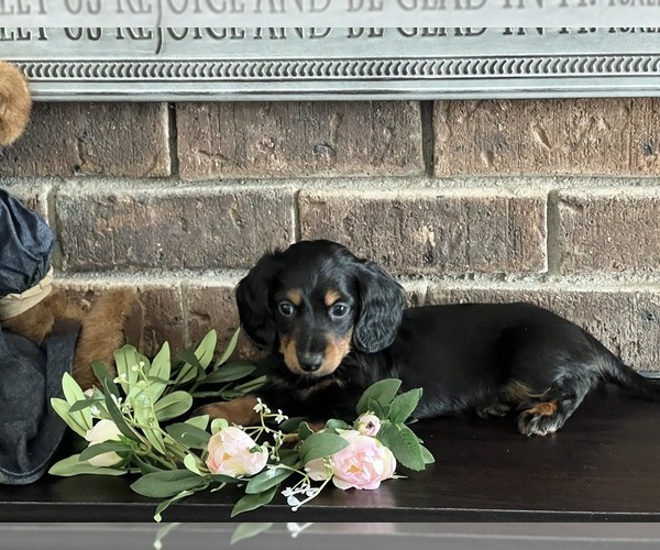 Medium Photo #1 Dachshund Puppy For Sale in NILES, MI, USA